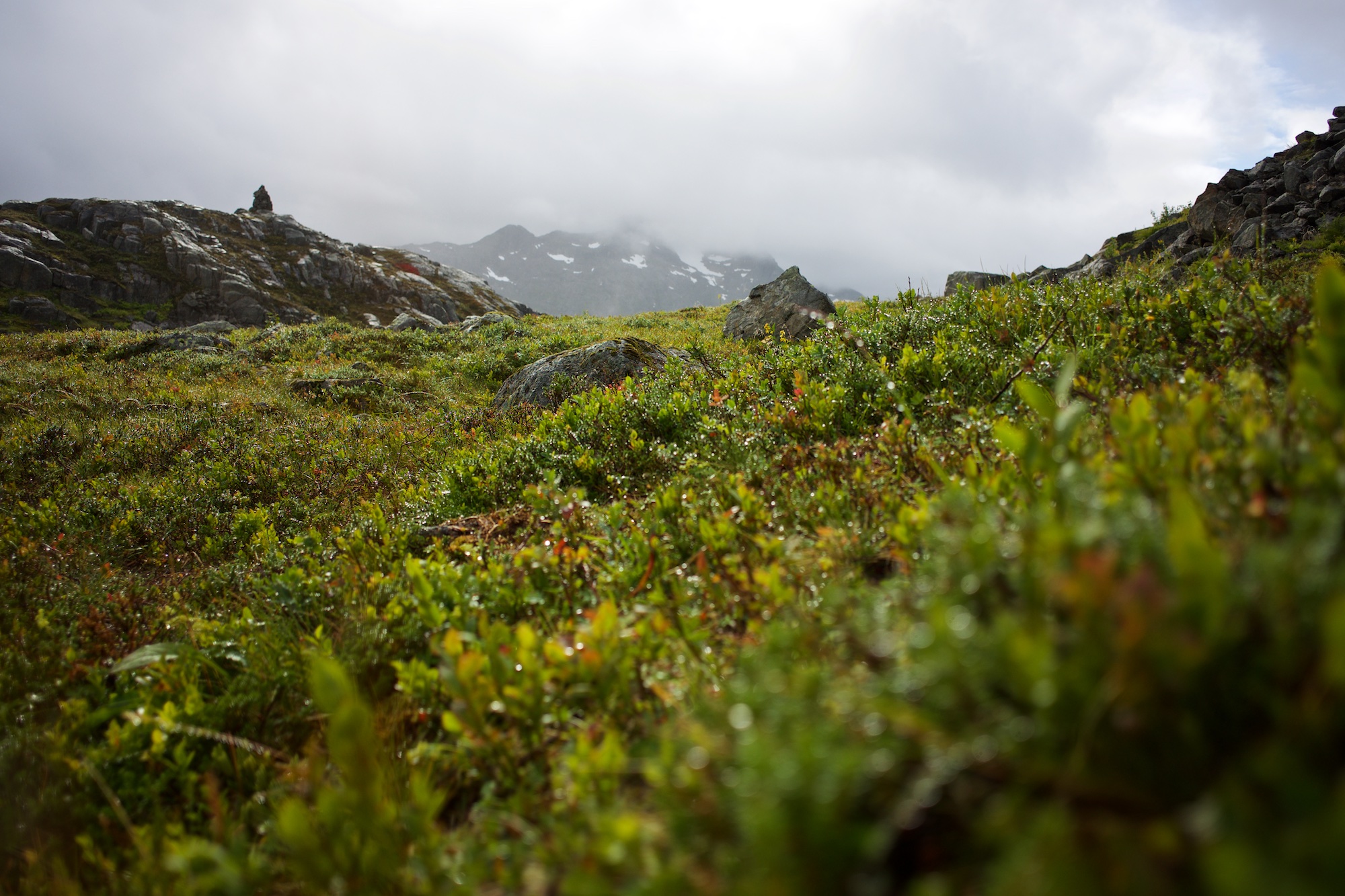 Water pearls in the heather, a taste of fall?