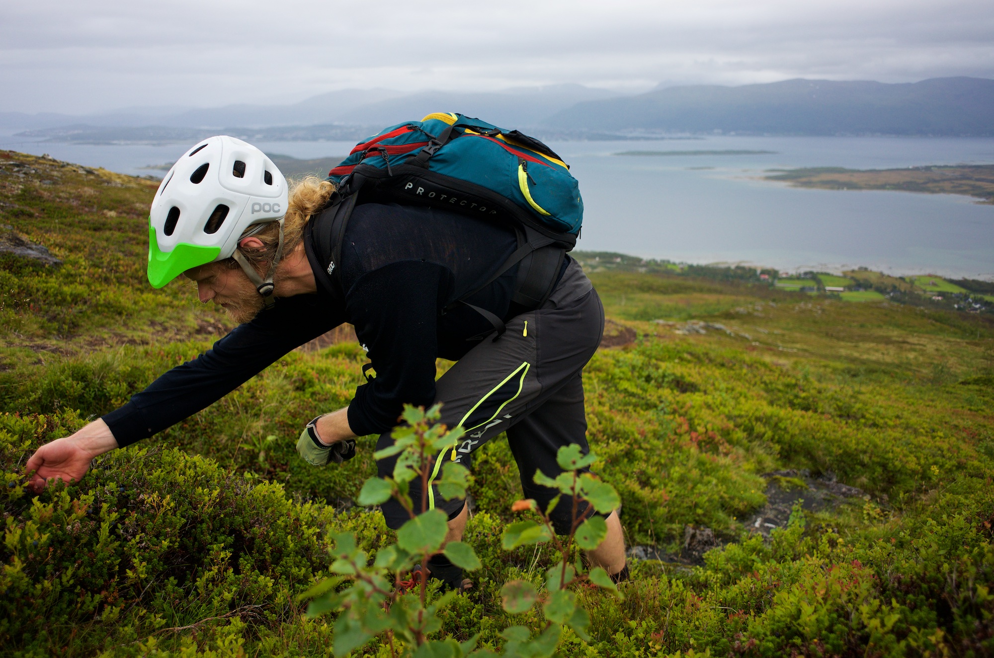 Gustav enjoys ripe blueberries above treeline, it's that time of the year. Somewhere down in that fjord is the last resting place of German battleship Tirpitz, sunk by RAF bombers in 1944.
