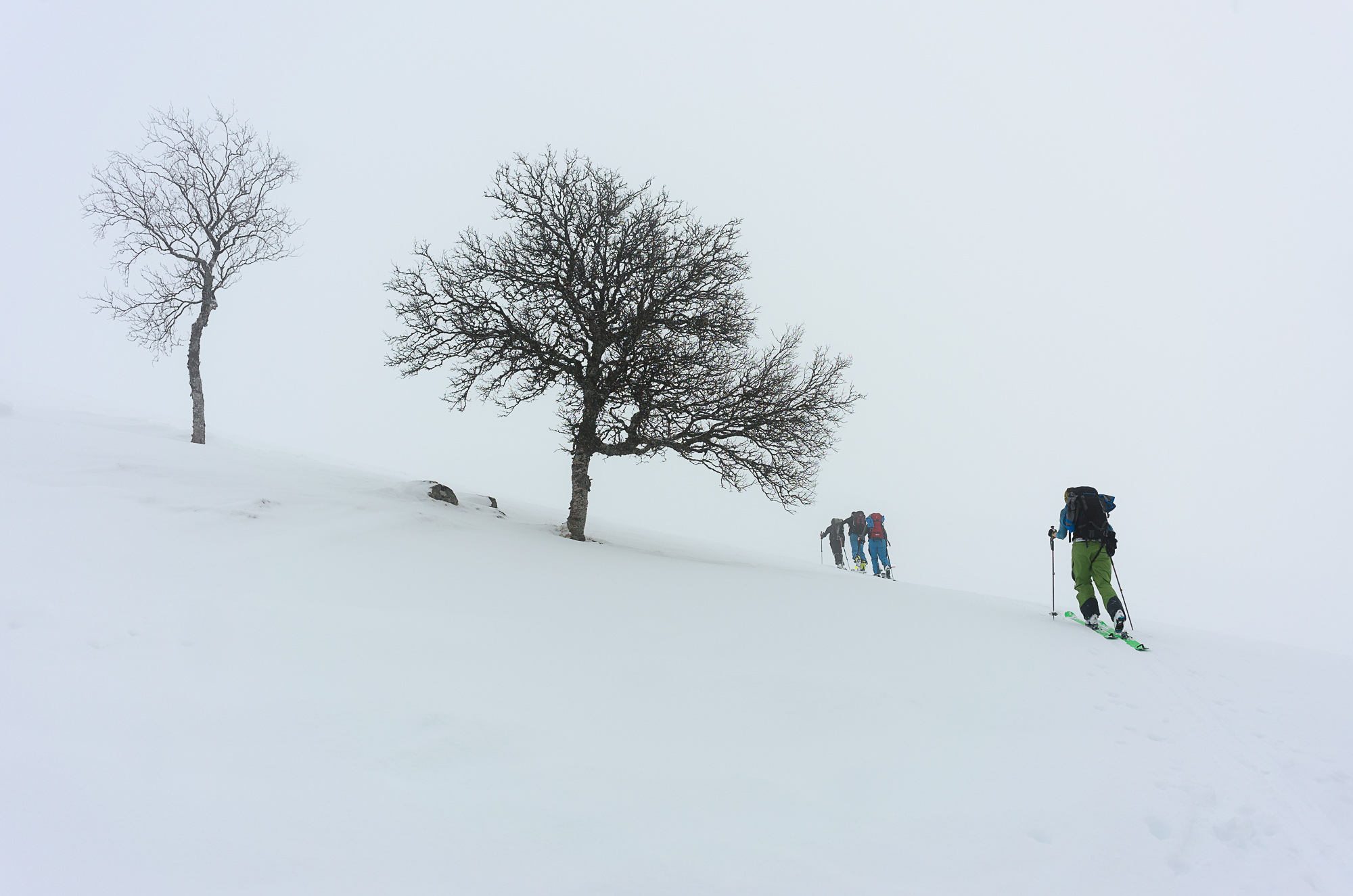 Whiteout conditions at treeline.